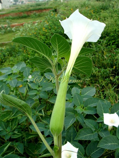  Flower